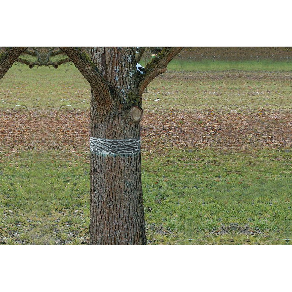 SWISSINNO SOLUTIONS Raupen-und Ameisenleimring 5m x 5cm Produktbild img8 L