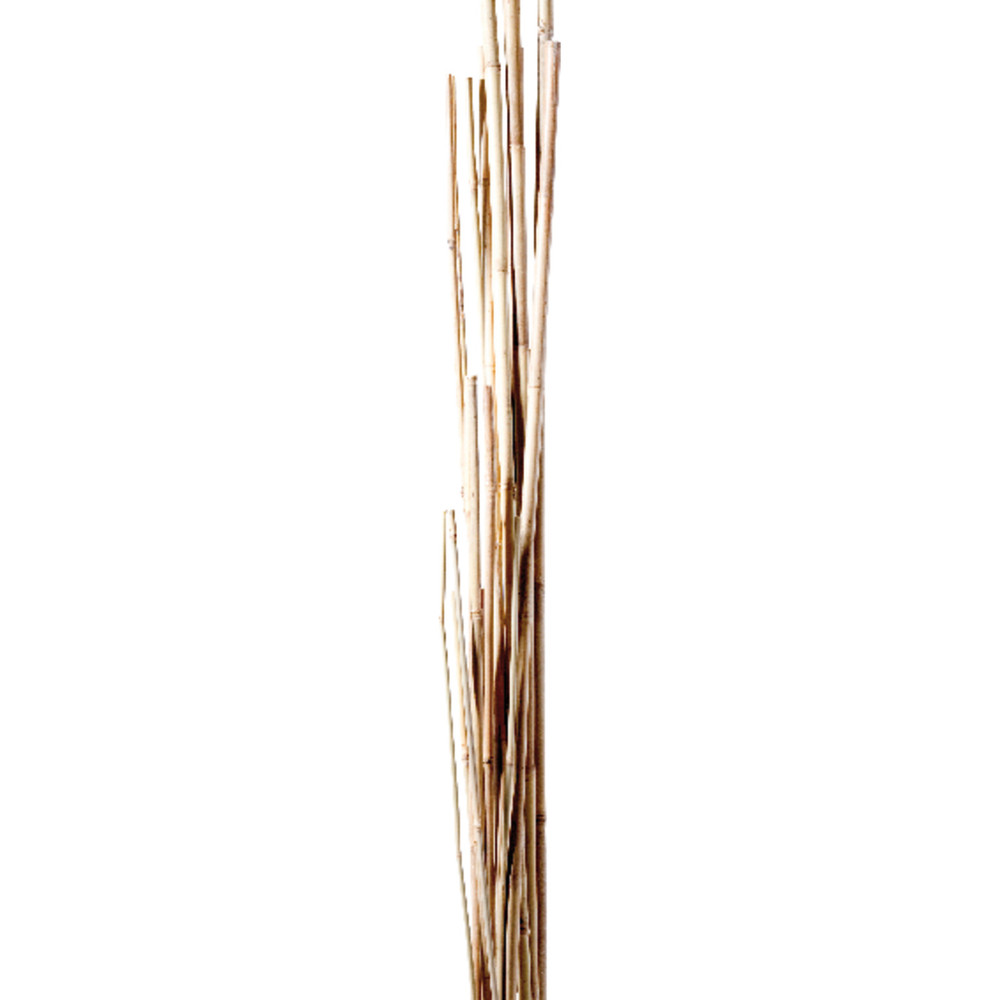 Prima Flora Tonkinstab Produktbild img1 L