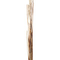 Prima Flora Tonkinstab Produktbild img1 S