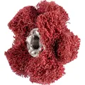 PFERD POLINOX Vlies-Schleifstern PNST Gewinde 8-32 UNC für Feinschliff und Finish Produktbild